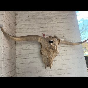Horn skull bull head